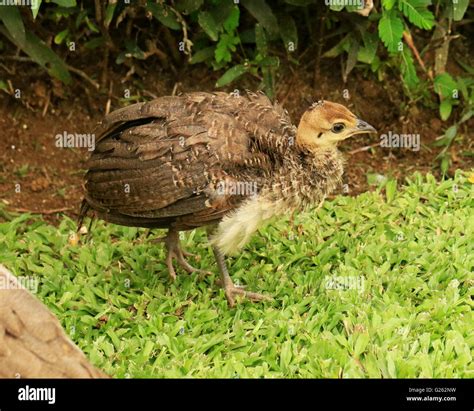 Baby peacock, or peachick, in the wild in Jamaica Stock Photo - Alamy