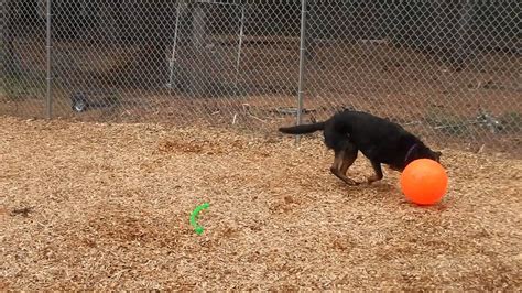 Dog Training with Herding Ball - YouTube