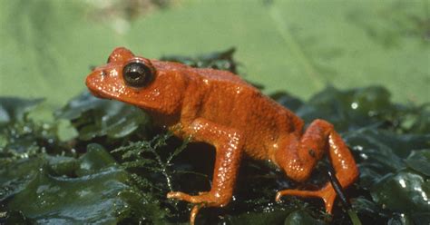 Demise of the golden toad shows climate change's massive extinction ...