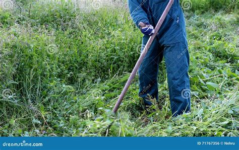 Farmer Using Scythe To Mow the Lawn Traditionally Stock Photo - Image ...