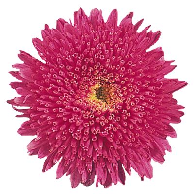 Aster Standy Carmine Red Flower Seeds – ChhajedGarden.com