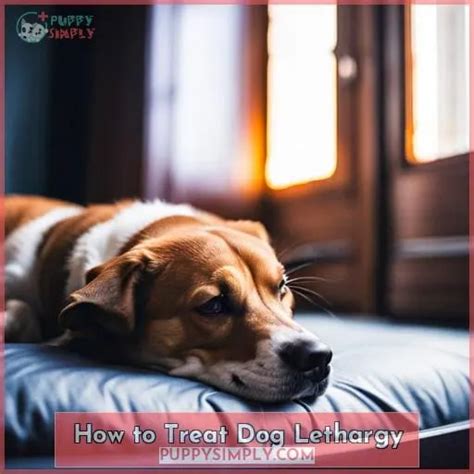 Dog Lethargic? Causes, Treatments & When to See a Vet