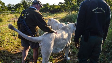 How to Become a Certified Ranger in South Africa | Britannica