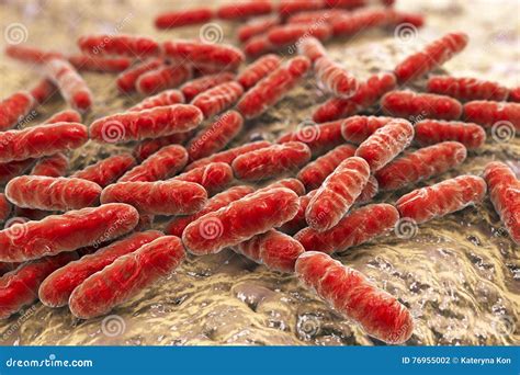 Probiotic Bacteria Lactobacillus Stock Illustration - Illustration of acid, acidophilic: 76955002