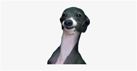 Funny Dog - Kermit Jenna Marbles Meme PNG Image | Transparent PNG Free Download on SeekPNG