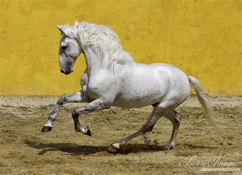 Horse breed - Lusitano