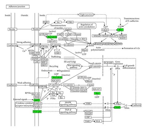 Representation of the adherens junction pathway map from KEGG.... | Download Scientific Diagram