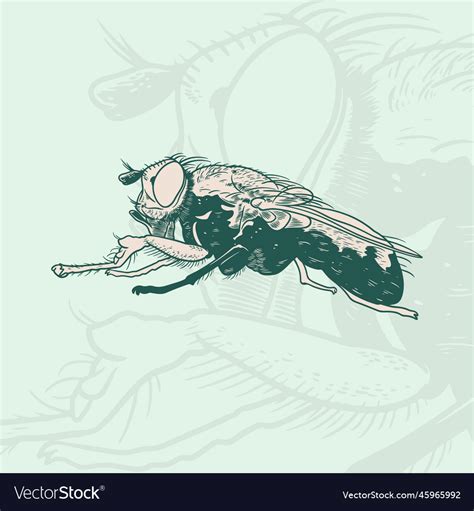 Hand drawn sketch of fly retro realistic animal Vector Image