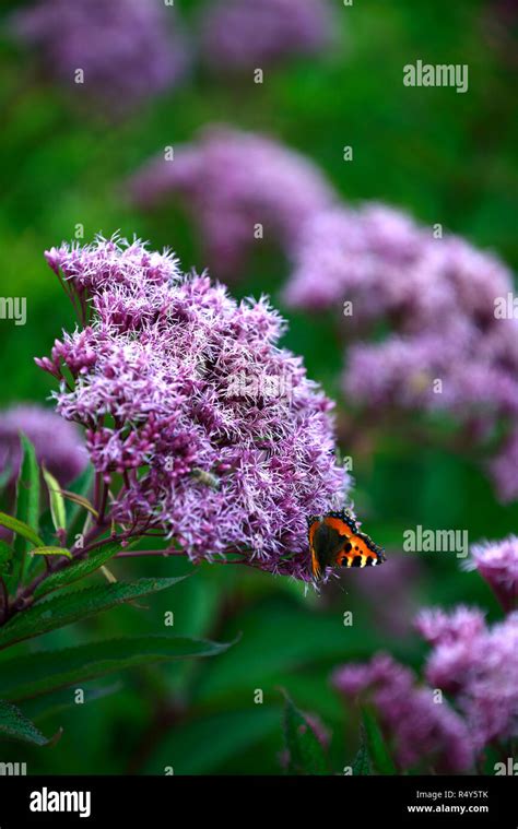 Eupatorium maculatum Atropurpureum Group,joe pye weed,mauve-pink flowers,purple stems,flowers ...