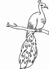 Free & Easy To Print Peacock Coloring Pages  Tulamama sketch template