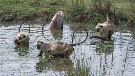 Wildlife - Kanha National Park | Behance