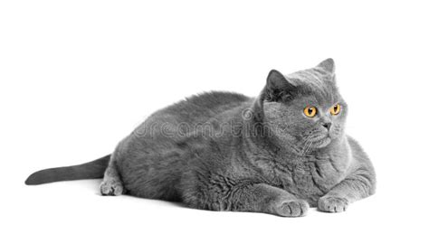 Fat British Shorthair Cat Lies in Front of White Background Stock Photo - Image of blue, eyes ...