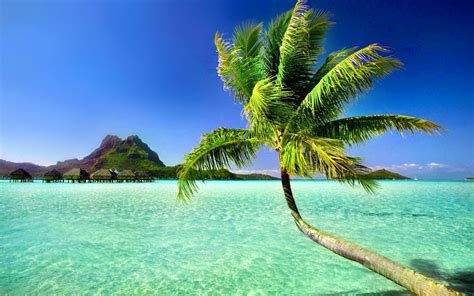 Palm Tree Beach Wallpapers - Top Free Palm Tree Beach Backgrounds - WallpaperAccess