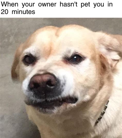 Doggo is angery : r/memes