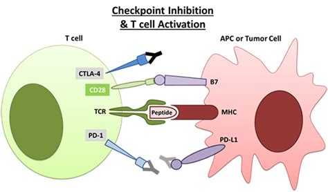 Immune Checkpoint Inhibitors-GenScript