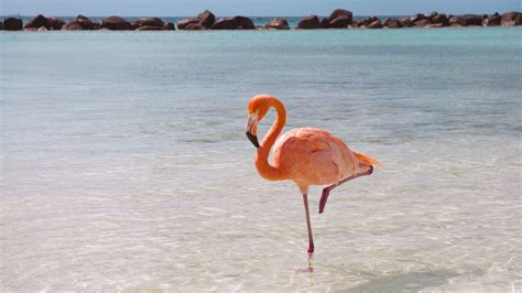 Flamingo wallpapers, Animal, HQ Flamingo pictures | 4K Wallpapers 2019