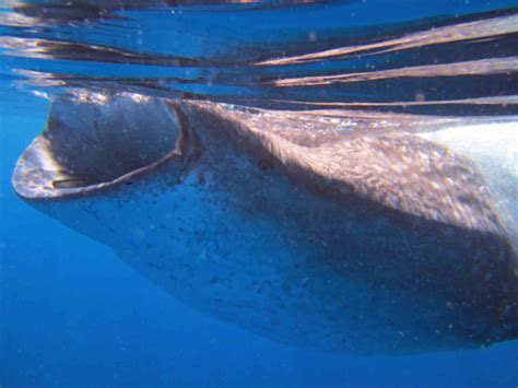 Domino the Whale Shark on Shark Finning - Ocean of Hope