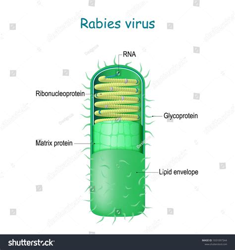 Rabies Virus Structure Anatomy Virion Rabies Stock Vector (Royalty Free) 1931097344 | Shutterstock