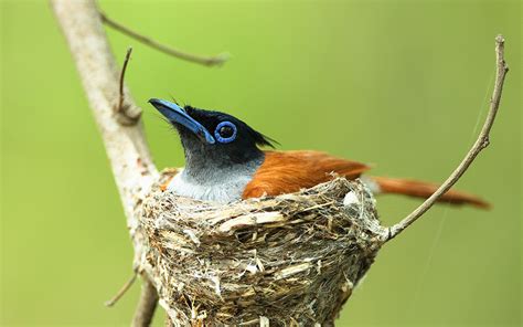 Sri Lanka Endemic Birds | 33 Species of Endemic Birds | Nature Odyssey