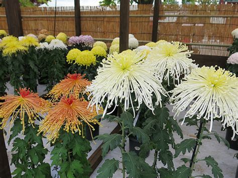 Autumn Chrysanthemum Festival - Get Around Japan