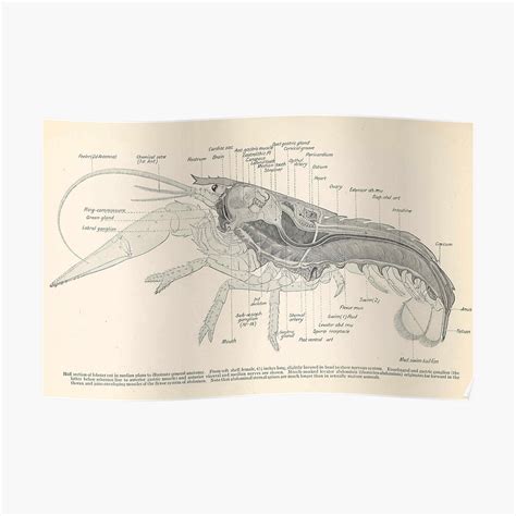 Lobster Anatomy Diagram Label