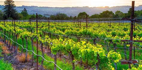 The BEST Wine Country, California Tours and Things to Do in 2023 - FREE Cancellation | GetYourGuide