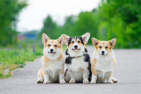 Corgi Dog Wallpaper (71+ images)