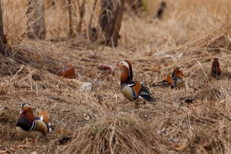 All About The Mandarin Duck — The World’s Most Beautiful Duck