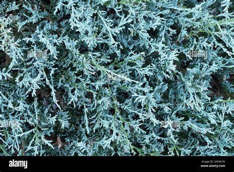 Blue, Creeping Juniper, Juniperus horizontalis "Glacier", Blue juniper, Needles, Covering plants ...