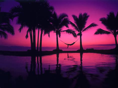 Purple Beach Sunset With Palm Trees Wallpaper Cool Free | Flickr