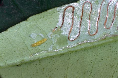 Young Tango Trees Targeted by Citrus Leafminer | Progressive Crop ...