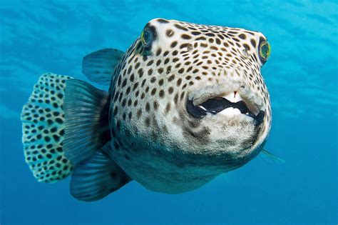 Pesce ottimo alimento, ma del pesce palla è vietato il consumo