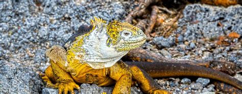 Luxury Cruises to the Galapagos | Silversea