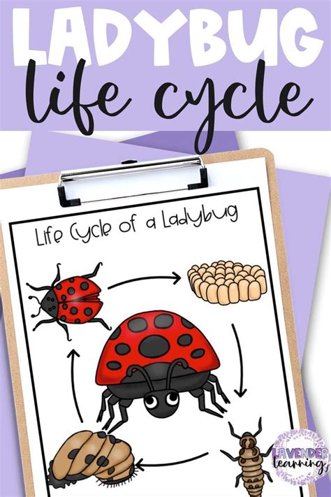 These life cycle of a ladybug activities are just what you need for ...