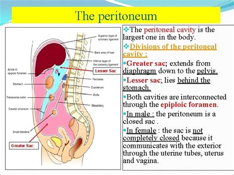 Peritoneal Cavity And Peritoneum Anatomy | Images and Photos finder