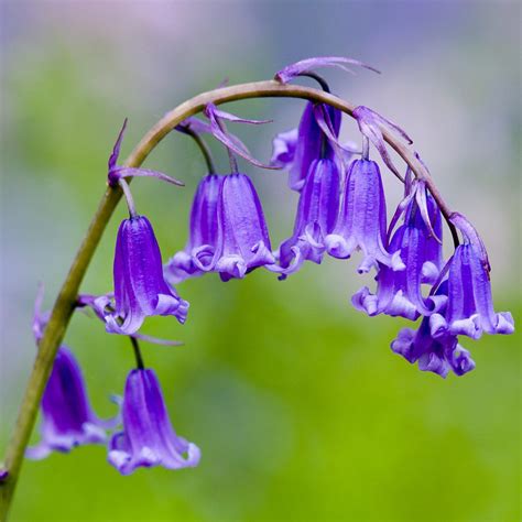 50 English Bluebells Seeds - Welldales