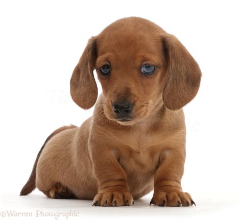 Dog: Red Dachshund puppy photo WP45010