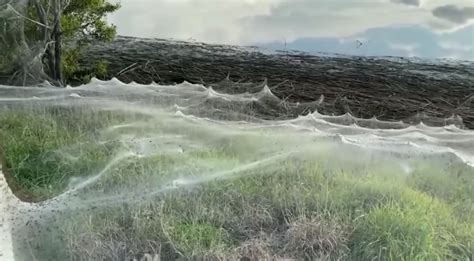 Spider Webs Cover Entire Fields After Heavy Rain