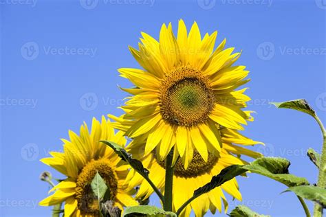 sunflowers in summer 9457280 Stock Photo at Vecteezy