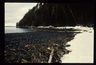 Exxon Valdez Oil Spill - 0012 | Oiled cobble stone beach - D… | Flickr