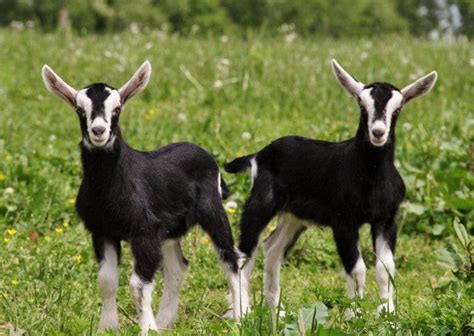 British Alpine Goat Breed Information - Farmer