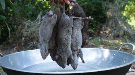 Fried Rat in simple recipe with mango sauce in my village #ratcooking # ...