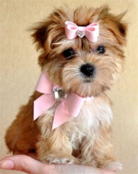 Teacup Morkie!!! Full grown :) | Morkie puppies, Cute animals, Cute dogs