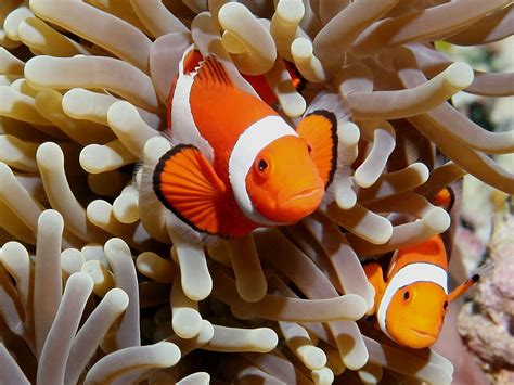 Anemonefish and Clownfish Wallpaper | Clown fish, Clownfish and sea anemone, Salt water fish