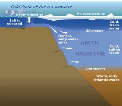 Halocline - QS Study