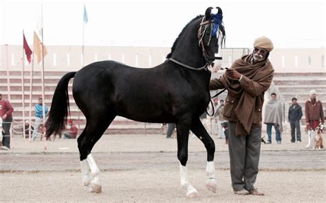 About India and the Marwari Horse – Flyinghorse