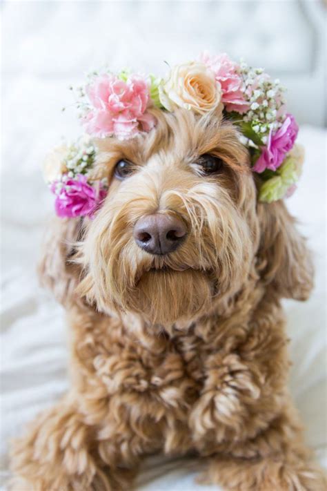 Resultado de imagem para dogs with flower crowns | Cachorro mais fofo ...