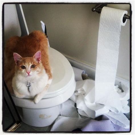 Pets vs. Toilet Paper | Toilet paper, Pets, Cat meeting