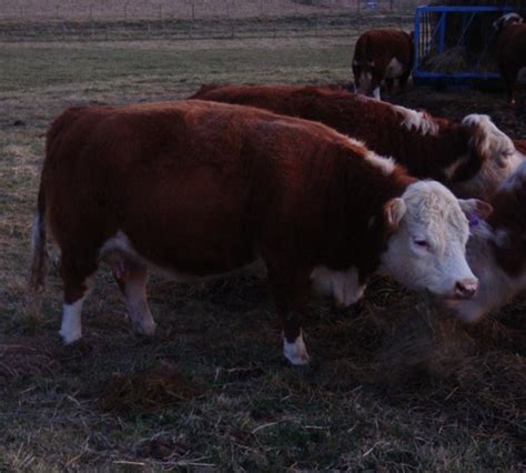 Miniature Hereford Cows : Bryan Hill Farm