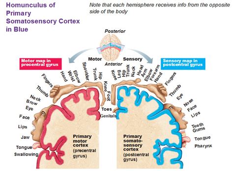 Functional Areas of The Cerebral Cortex